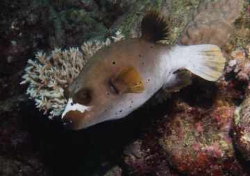 Dog Faced Puffer
